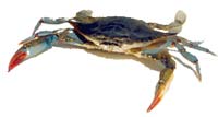 Blue Crab