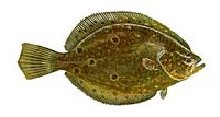 Summer Flounder