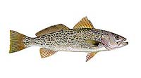 Sea Trout