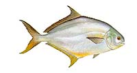 Pompano