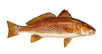 Red Drum