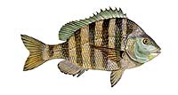 Sheepshead