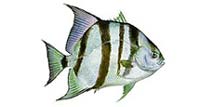 Spadefish